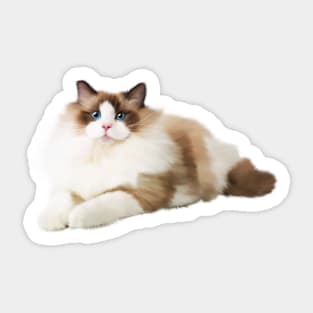 Ragdoll Cat, Love Ragdoll Cats, Cat Lover Sticker